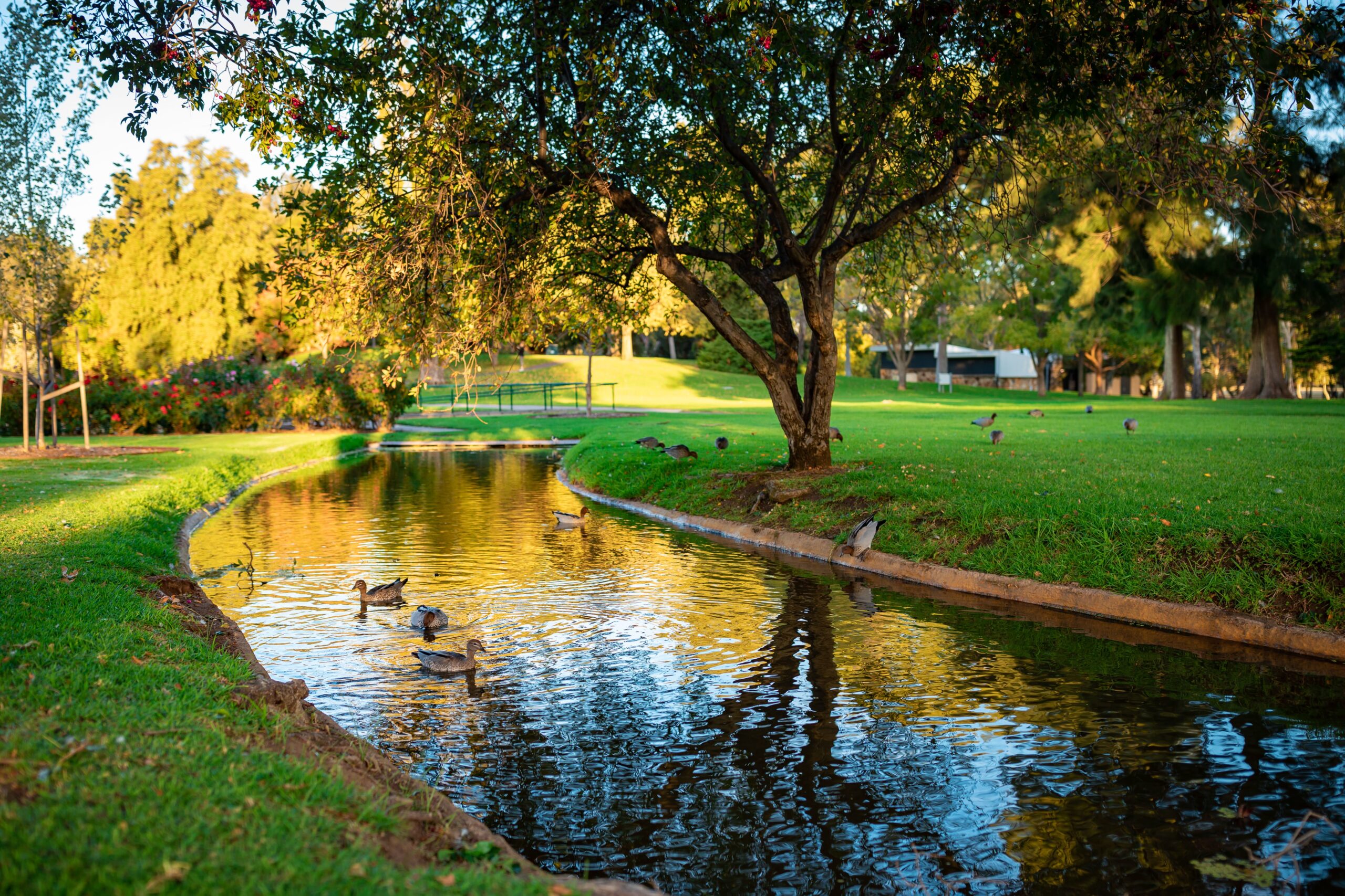 Beautiful shot of cute mallards swimming in a river A beautiful shot of cute mallards swimming in a river